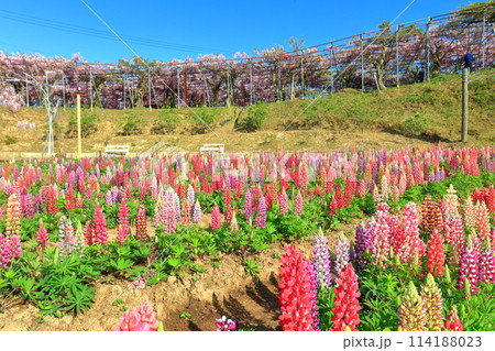 【広島県】晴天の世羅高原のルピナスと藤の花(せらふじ園) 【広島県】晴天の世羅高原のルピナスと藤の花(せらふじ園) 114188023