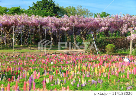 【広島県】晴天の世羅高原のルピナスと藤の花（せらふじ園） 114188026