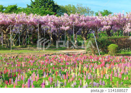 【広島県】晴天の世羅高原のルピナスと藤の花（せらふじ園） 114188027