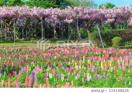 【広島県】晴天の世羅高原のルピナスと藤の花（せらふじ園） 114188028