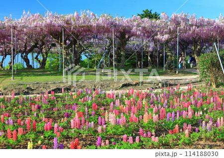【広島県】晴天の世羅高原のルピナスと藤の花（せらふじ園） 114188030