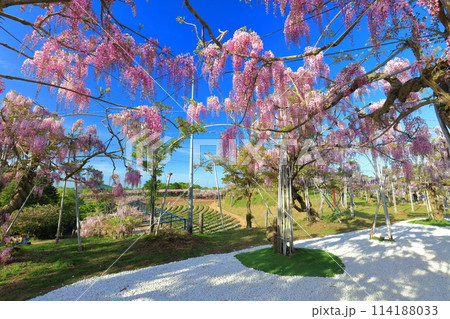 【広島県】晴天の世羅高原の藤の花(せらふじ園) 【広島県】晴天の世羅高原の藤の花(せらふじ園) 114188033