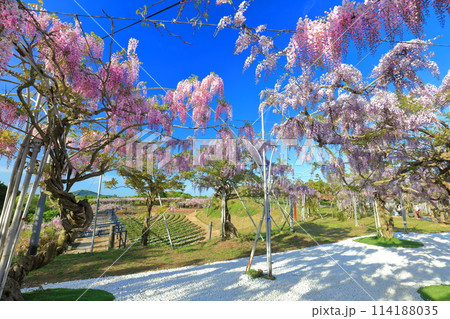 【広島県】晴天の世羅高原の藤の花（せらふじ園） 114188035