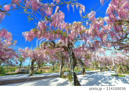 【広島県】晴天の世羅高原の藤の花（せらふじ園） 114188036