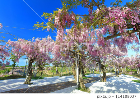 【広島県】晴天の世羅高原の藤の花(せらふじ園) 【広島県】晴天の世羅高原の藤の花(せらふじ園) 114188037