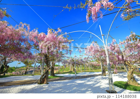 【広島県】晴天の世羅高原の藤の花(せらふじ園) 【広島県】晴天の世羅高原の藤の花(せらふじ園) 114188038