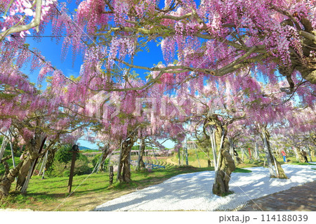 【広島県】晴天の世羅高原の藤の花（せらふじ園） 114188039