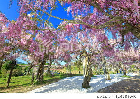 【広島県】晴天の世羅高原の藤の花(せらふじ園) 【広島県】晴天の世羅高原の藤の花(せらふじ園) 114188040