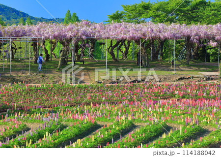 【広島県】晴天の世羅高原のルピナスと藤の花（せらふじ園） 114188042