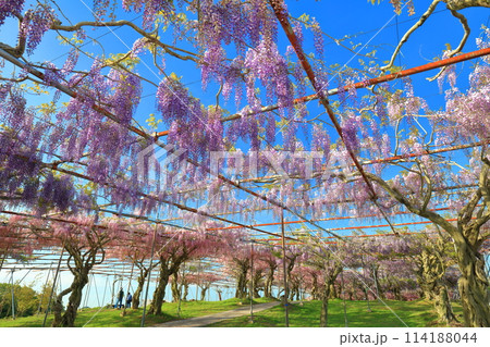 【広島県】晴天の世羅高原の藤の花（せらふじ園） 114188044