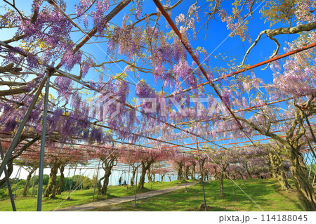 【広島県】晴天の世羅高原の藤の花（せらふじ園） 114188045