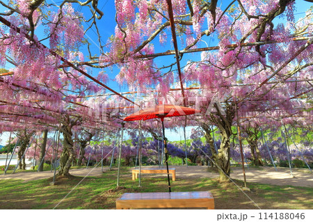 【広島県】晴天の世羅高原の藤の花と和傘(せらふじ園) 【広島県】晴天の世羅高原の藤の花と和傘(せらふじ園) 114188046