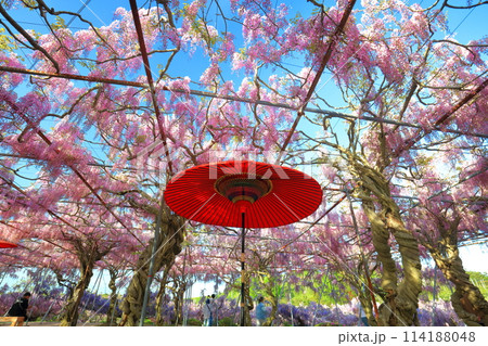 【広島県】晴天の世羅高原の藤の花と和傘（せらふじ園） 114188048