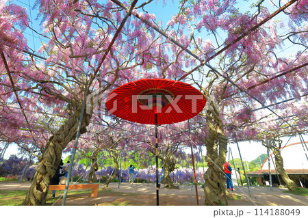 【広島県】晴天の世羅高原の藤の花と和傘（せらふじ園） 114188049