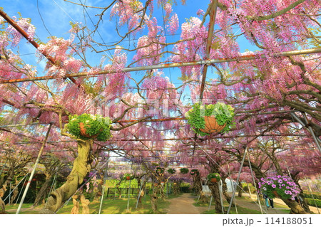 【広島県】晴天の世羅高原の藤の花（せらふじ園） 114188051