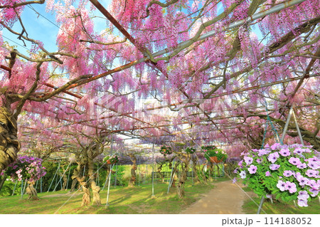 【広島県】晴天の世羅高原の藤の花（せらふじ園） 114188052