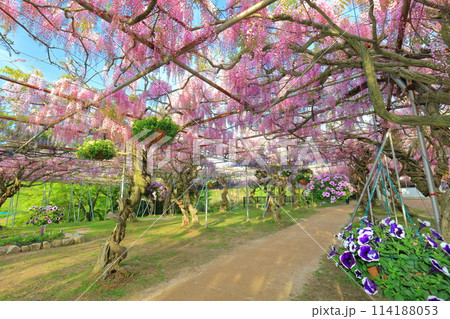 【広島県】晴天の世羅高原の藤の花(せらふじ園) 【広島県】晴天の世羅高原の藤の花(せらふじ園) 114188053