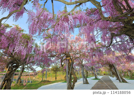 【広島県】晴天の世羅高原の藤の花（せらふじ園） 114188056