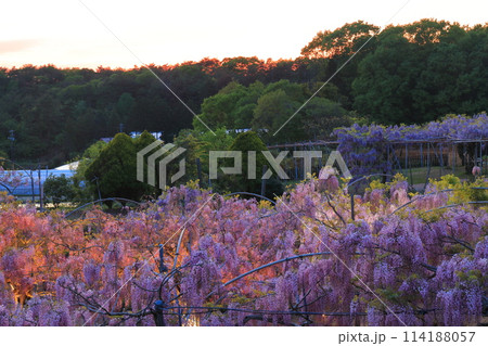 【広島県】黄昏の世羅高原の藤の花(せらふじ園) 【広島県】黄昏の世羅高原の藤の花(せらふじ園) 114188057