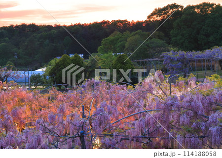 【広島県】黄昏の世羅高原の藤の花(せらふじ園) 【広島県】黄昏の世羅高原の藤の花(せらふじ園) 114188058