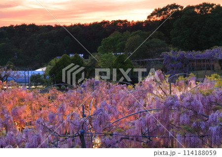 【広島県】黄昏の世羅高原の藤の花(せらふじ園) 【広島県】黄昏の世羅高原の藤の花(せらふじ園) 114188059