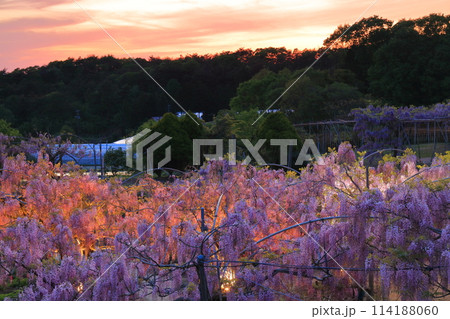 【広島県】黄昏の世羅高原の藤の花（せらふじ園） 114188060