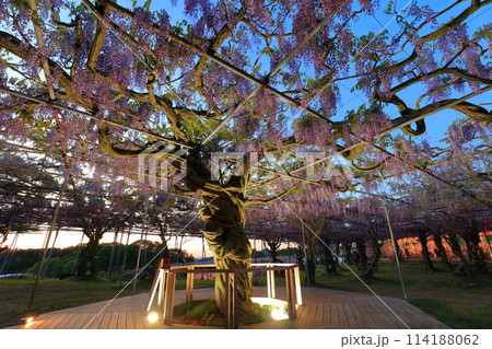 【広島県】世羅高原の藤の花のライトアップ(せらふじ園) 【広島県】世羅高原の藤の花のライトアップ(せらふじ園) 114188062