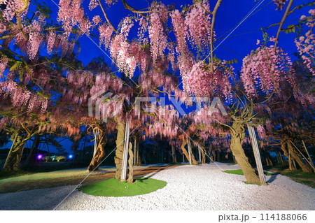【広島県】世羅高原の藤の花のライトアップ(せらふじ園) 【広島県】世羅高原の藤の花のライトアップ(せらふじ園) 114188066