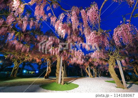 【広島県】世羅高原の藤の花のライトアップ（せらふじ園） 114188067