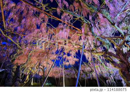 【広島県】世羅高原の藤の花のライトアップ(せらふじ園) 【広島県】世羅高原の藤の花のライトアップ(せらふじ園) 114188075
