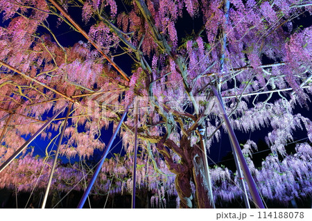 【広島県】世羅高原の藤の花のライトアップ（せらふじ園） 114188078