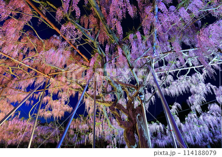 【広島県】世羅高原の藤の花のライトアップ（せらふじ園） 114188079