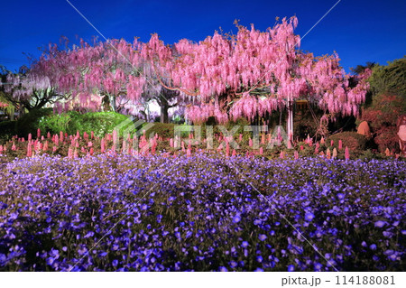 【広島県】世羅高原の藤の花とネモフィラのライトアップ（せらふじ園） 114188081