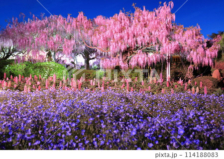 【広島県】世羅高原の藤の花とネモフィラのライトアップ（せらふじ園） 114188083