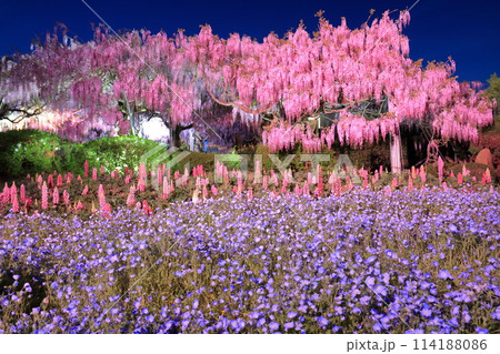 【広島県】世羅高原の藤の花とネモフィラのライトアップ（せらふじ園） 114188086