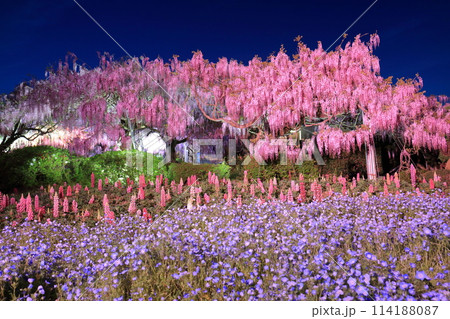 【広島県】世羅高原の藤の花とネモフィラのライトアップ(せらふじ園) 【広島県】世羅高原の藤の花とネモフィラのライトアップ(せらふじ園) 114188087