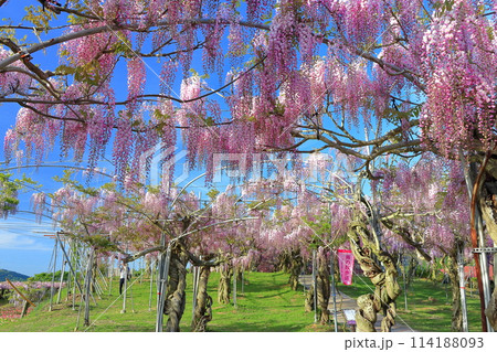 【広島県】晴天の世羅高原の藤の花（せらふじ園） 114188093