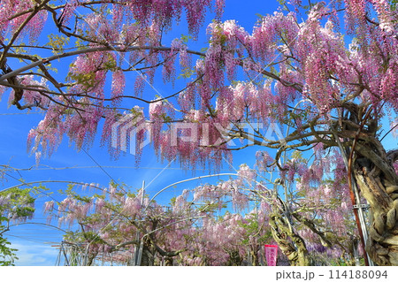 【広島県】晴天の世羅高原の藤の花(せらふじ園) 【広島県】晴天の世羅高原の藤の花(せらふじ園) 114188094