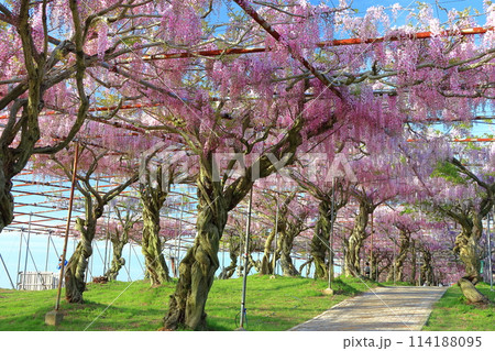 【広島県】晴天の世羅高原の藤の花(せらふじ園) 【広島県】晴天の世羅高原の藤の花(せらふじ園) 114188095