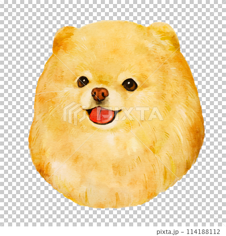 水彩風格可愛博美犬的手繪插圖 114188112