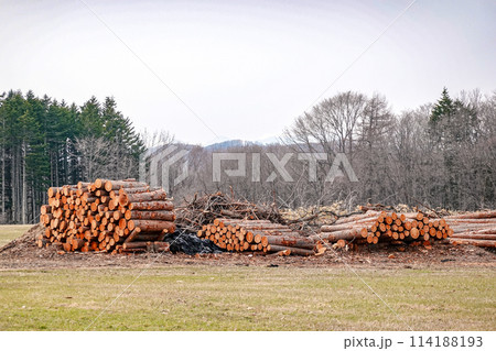 山から切り出され積み上げられた木材(北海道大樹町) 山から切り出され積み上げられた木材(北海道大樹町) 114188193