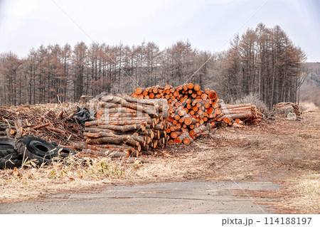 山から切り出され積み上げられた木材(北海道大樹町) 山から切り出され積み上げられた木材(北海道大樹町) 114188197