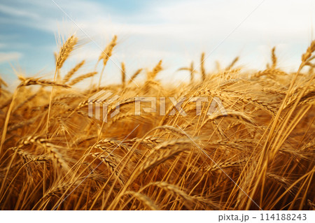 Golden spikelets of wheat in the field at sunset. Agricultural concept. Harvest nature growth. Golden spikelets of wheat in the field at sunset. Agricultural concept. Harvest nature growth. 114188243