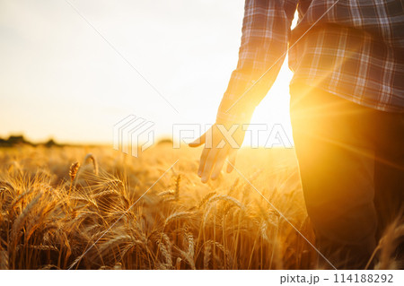 Amazing view with Man With His Back To The Viewer In A Field Of Wheat Touched By Hand Of Spikes. Amazing view with Man With His Back To The Viewer In A Field Of Wheat Touched By Hand Of Spikes. 114188292