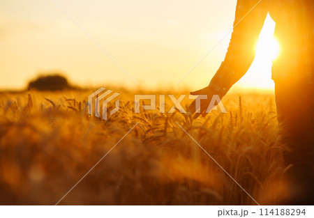 Amazing view with Man With His Back To The Viewer In A Field Of Wheat Touched By Hand Of Spikes. 114188294