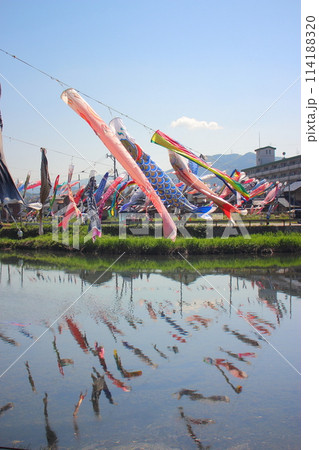 北九州市小倉南区の鯉のぼり祭り 水面に反射 114188320