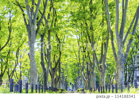 仙台市春の定禅寺通り 仙台市春の定禅寺通り 114188341