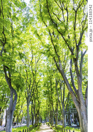 仙台市春の定禅寺通り 仙台市春の定禅寺通り 114188342