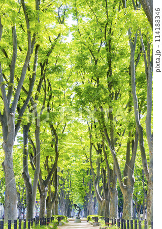 仙台市春の定禅寺通り 仙台市春の定禅寺通り 114188346