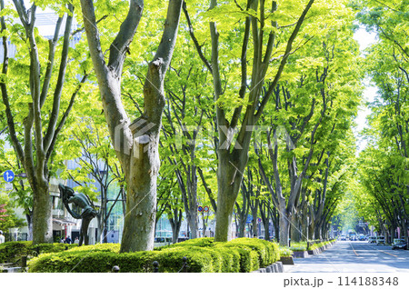 仙台市春の定禅寺通り 114188348